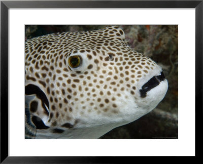 Starry Puffer, Mabul Island, Malaysia by David B. Fleetham Pricing Limited Edition Print image