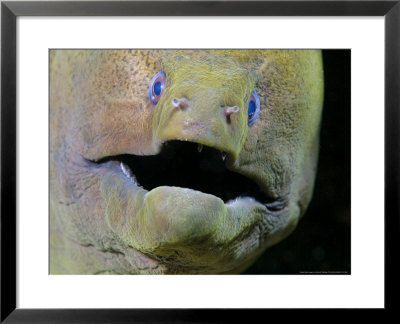 Giant Moray Eel, Indonesia by David B. Fleetham Pricing Limited Edition Print image