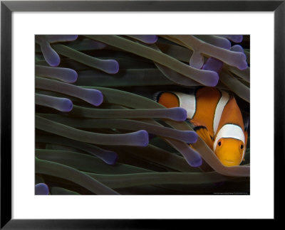 Clown Anemonefish In Anemone, Indonesia by David B. Fleetham Pricing Limited Edition Print image