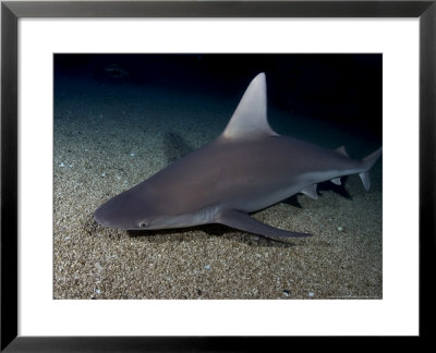 Sandbar Shark, Hawaii by David B. Fleetham Pricing Limited Edition Print image