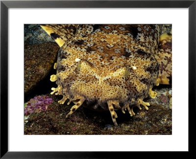 Banded Wobbegong Sharks, Australia by David B. Fleetham Pricing Limited Edition Print image