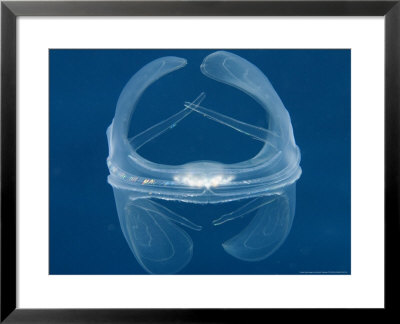 Lobate Comb Jelly, Indonesia by David B. Fleetham Pricing Limited Edition Print image