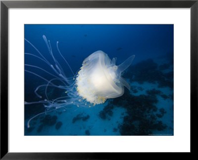 Jellyfish, Palau, Micronesia by David B. Fleetham Pricing Limited Edition Print image