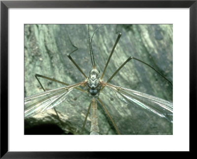 Crane Fly, Imago Male Showing Halteres Via Gellia, Derbyshire by David Fox Pricing Limited Edition Print image