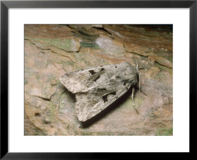 Hebrew Character Moth, Imago At Rest, Thoresbury, Uk by David Fox Pricing Limited Edition Print image