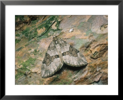 Grey Pine Carpet Moth, Imago, Proteus Square, Nottinghamshire, Uk by David Fox Pricing Limited Edition Print image