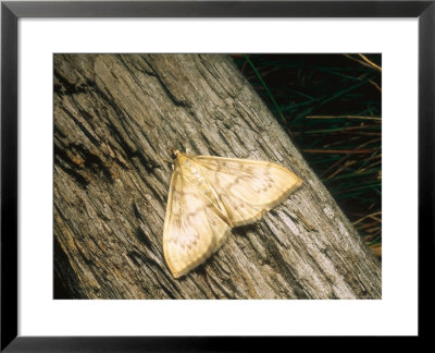 Mother Of Pearl Moth, Imago At Rest, Eakring, Uk by David Fox Pricing Limited Edition Print image