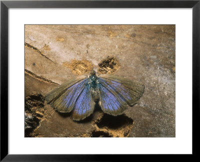 African Grass Blue Butterfly, Imago At Rest, Fuerteventura, Canary Isles by David Fox Pricing Limited Edition Print image