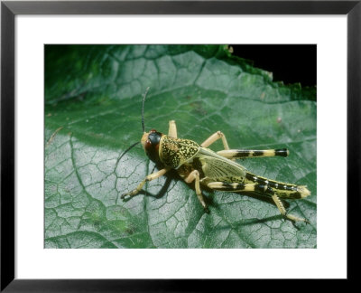 Migratory Locust, Nymph by Harry Fox Pricing Limited Edition Print image