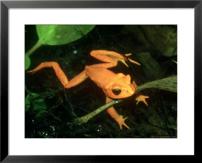Golden Toad, Male In Spawning Pool, Costa Rica by Michael Fogden Pricing Limited Edition Print image
