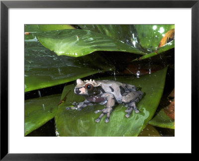 Crowned Frog, Male In Rain, Caribbean Slope Of Costa Rica by Michael Fogden Pricing Limited Edition Print image