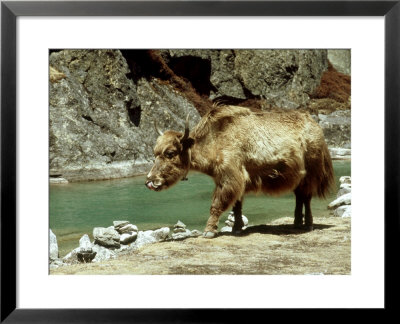 Domestic Yak, Khumbu Everest Region, Nepal by Paul Franklin Pricing Limited Edition Print image