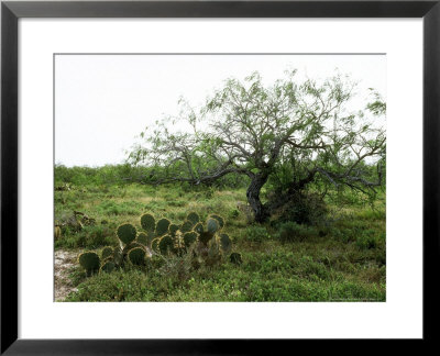 Tamaulipan Brush, Mexico by Patricio Robles Gil Pricing Limited Edition Print image