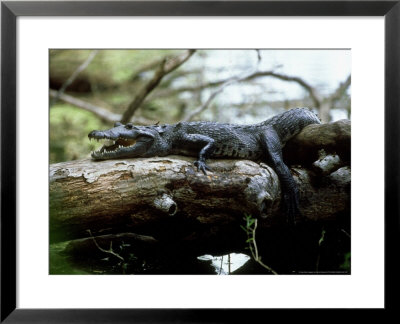 Moreletis Crocodile, Basking, Mexico by Patricio Robles Gil Pricing Limited Edition Print image