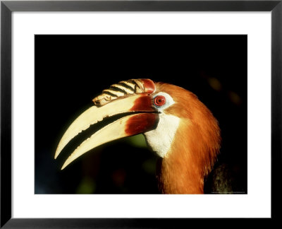 Blyths Hornbill, Male, Papua New Guinea by Patricio Robles Gil Pricing Limited Edition Print image