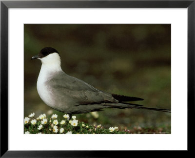 Long-Tailed Skua, Adult, Arctic by Patricio Robles Gil Pricing Limited Edition Print image