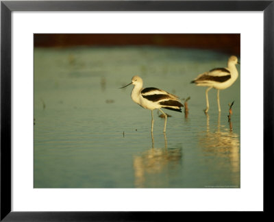 American Avocet, Pair, Mexico by Patricio Robles Gil Pricing Limited Edition Print image