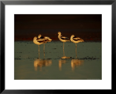 American Avocet, Group, Mexico by Patricio Robles Gil Pricing Limited Edition Print image