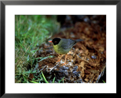 Spotted Nightingale-Thrust, Adult, Mexico by Patricio Robles Gil Pricing Limited Edition Print image