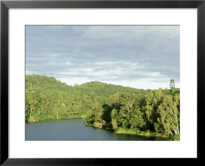 Rainforest, Cairns, Australia by Patricio Robles Gil Pricing Limited Edition Print image