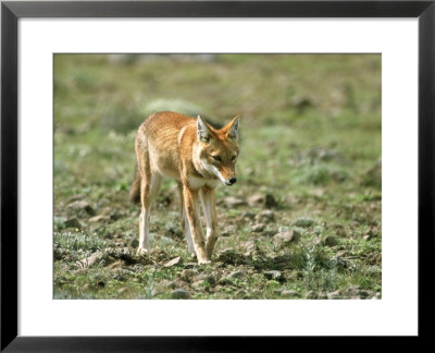 Abyssinian Wolf, Standing, Ethiopia by Patricio Robles Gil Pricing Limited Edition Print image
