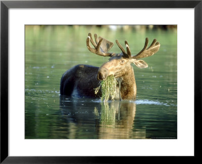 Moose, Bull In Water, Canada by Patricio Robles Gil Pricing Limited Edition Print image