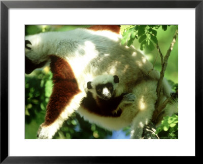 Coquerels Sifaka, With Young, Madagascar by Patricio Robles Gil Pricing Limited Edition Print image