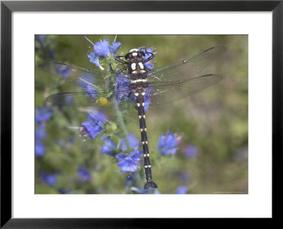 Uropetala Chiltonii, Male, New Zealand by Bob Gibbons Pricing Limited Edition Print image