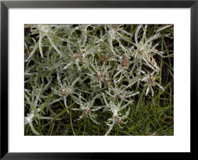Marsh Cudweed, After Rain by Bob Gibbons Pricing Limited Edition Print image