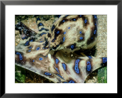 Blue-Ring Octopus, Head, Australia by Karen Gowlett-Holmes Pricing Limited Edition Print image