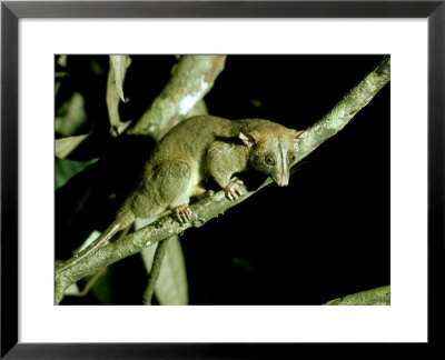 Bare Tailed Woolly Opossum, Brazil by Nick Gordon Pricing Limited Edition Print image