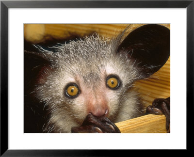 Aye-Aye, Youngster In Nestbox, Duke University Primate Center by David Haring Pricing Limited Edition Print image