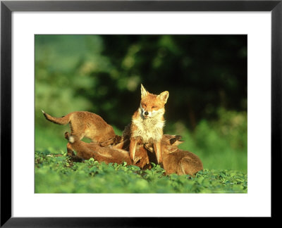 Red Fox, Cubs Suckling From Vixen, Uk by Mark Hamblin Pricing Limited Edition Print image
