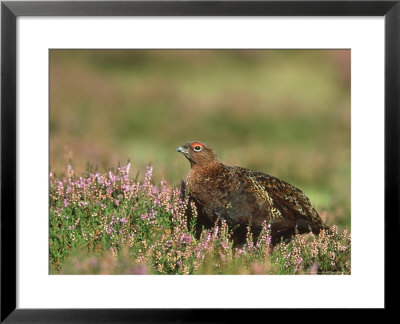 Red Grouse, Lagopus Lagopus Scoticus Male On Heather Uk by Mark Hamblin Pricing Limited Edition Print image
