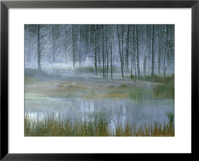 Dead Pines And Reeds In Mist, Firehole Lake Drive, Yellowstone National Park Wyoming, Usa by Mark Hamblin Pricing Limited Edition Print image