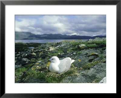 Common Gull, Larus Canus On Nest, Showing Habitat Argylls Hire by Mark Hamblin Pricing Limited Edition Print image