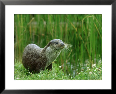 European Otter, Lutra Lutra Portrait On Riverbank by Mark Hamblin Pricing Limited Edition Print image
