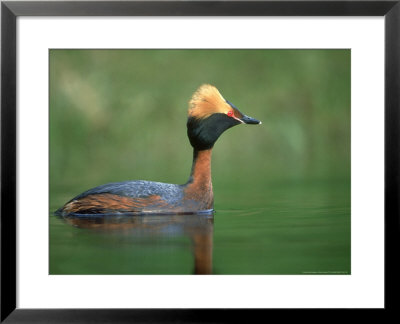 Slavonian Grebe, Podiceps Auritus Adult On Loch In Summer P Lumage, May, Scotland by Mark Hamblin Pricing Limited Edition Print image