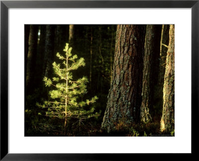 Scots Pine, Pinus Sylvestris Sapling, Sunlit, Jan Cairngorms National Park, Scotland by Mark Hamblin Pricing Limited Edition Print image