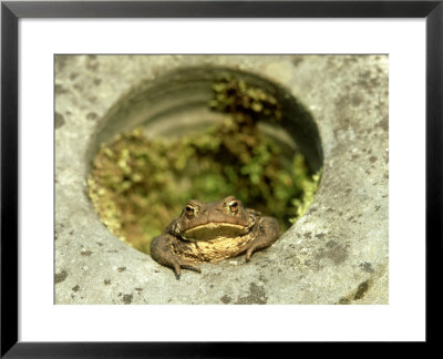 Common Toad, Sat In Hole In Stone, Uk by Mark Hamblin Pricing Limited Edition Print image