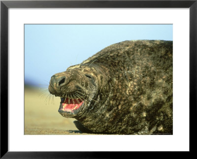 Atlantic Grey Seal, Vocalising by Mark Hamblin Pricing Limited Edition Print image