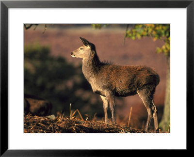 Red Deer, Youngster On Ridge, Autumn, Uk by Mark Hamblin Pricing Limited Edition Print image