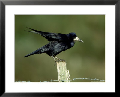Rook by Mark Hamblin Pricing Limited Edition Print image