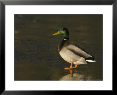 Mallard by Mark Hamblin Pricing Limited Edition Print image