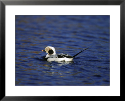 Long-Tailed Duck by Mark Hamblin Pricing Limited Edition Print image