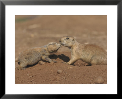 Black-Tailed Prairie Dog by Mark Hamblin Pricing Limited Edition Print image