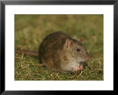 Common Rat by Mark Hamblin Pricing Limited Edition Print image