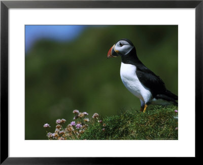 Puffin by Mark Hamblin Pricing Limited Edition Print image