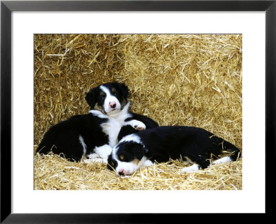 Border Collie by Mark Hamblin Pricing Limited Edition Print image