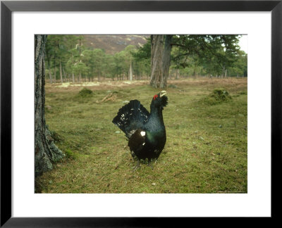 Capercaillie, Displaying In Habitat, Deeside by Mark Hamblin Pricing Limited Edition Print image